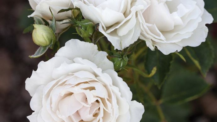 Grand Prix - 6e édition : Rosa CREME CHANTILLY® ‘Meiradena’. Obtenteurs : Meilland /Radler. ©SNHF